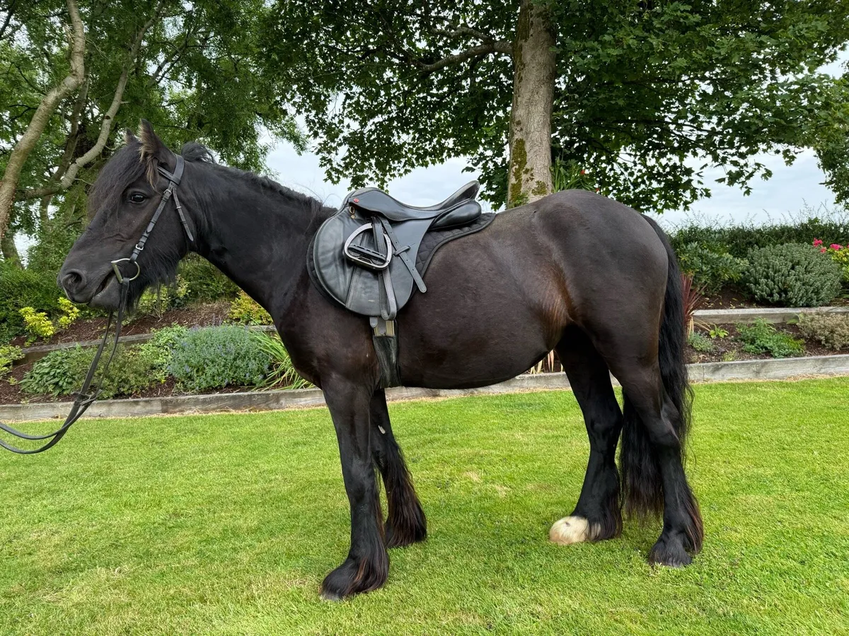 Stunning black cob filly - Image 2