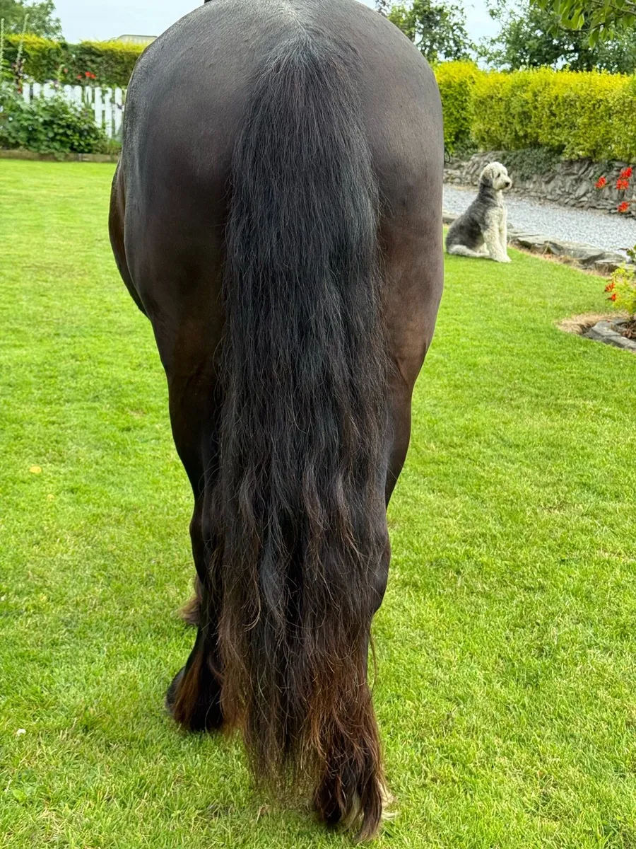 Stunning black cob filly - Image 3
