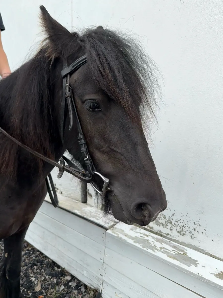 Stunning black cob filly - Image 4
