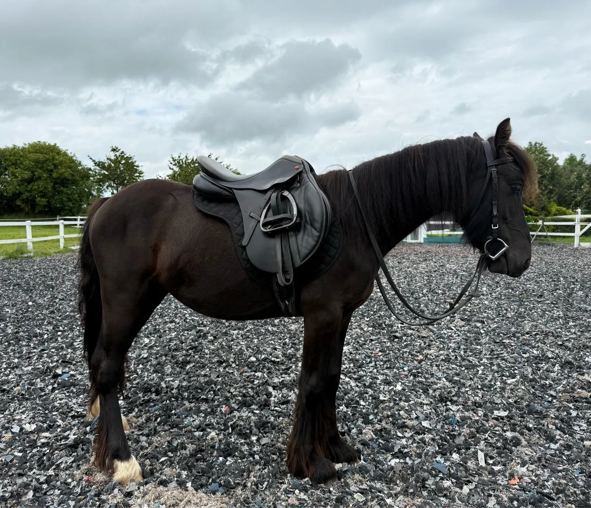 3yo black cob filly - Image 1