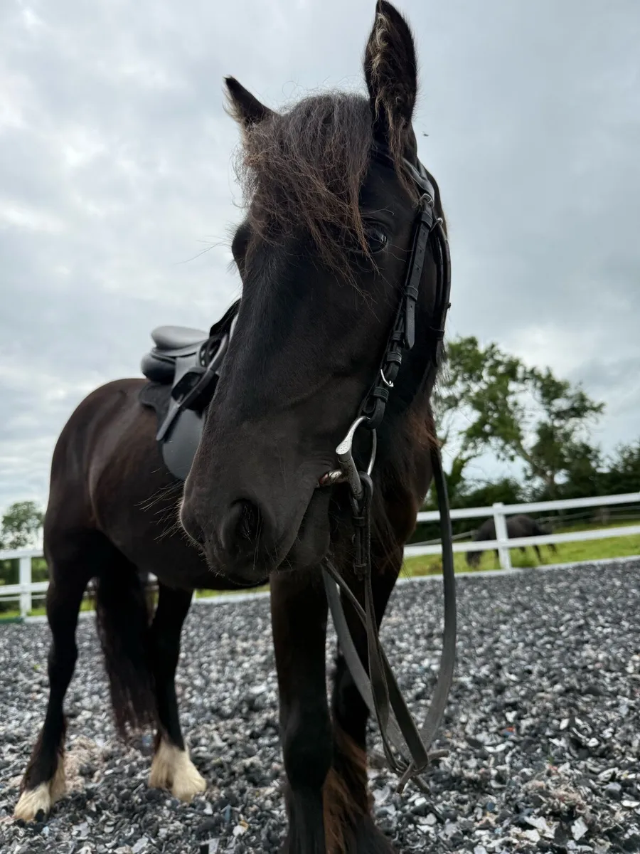 3yo black cob filly - Image 3