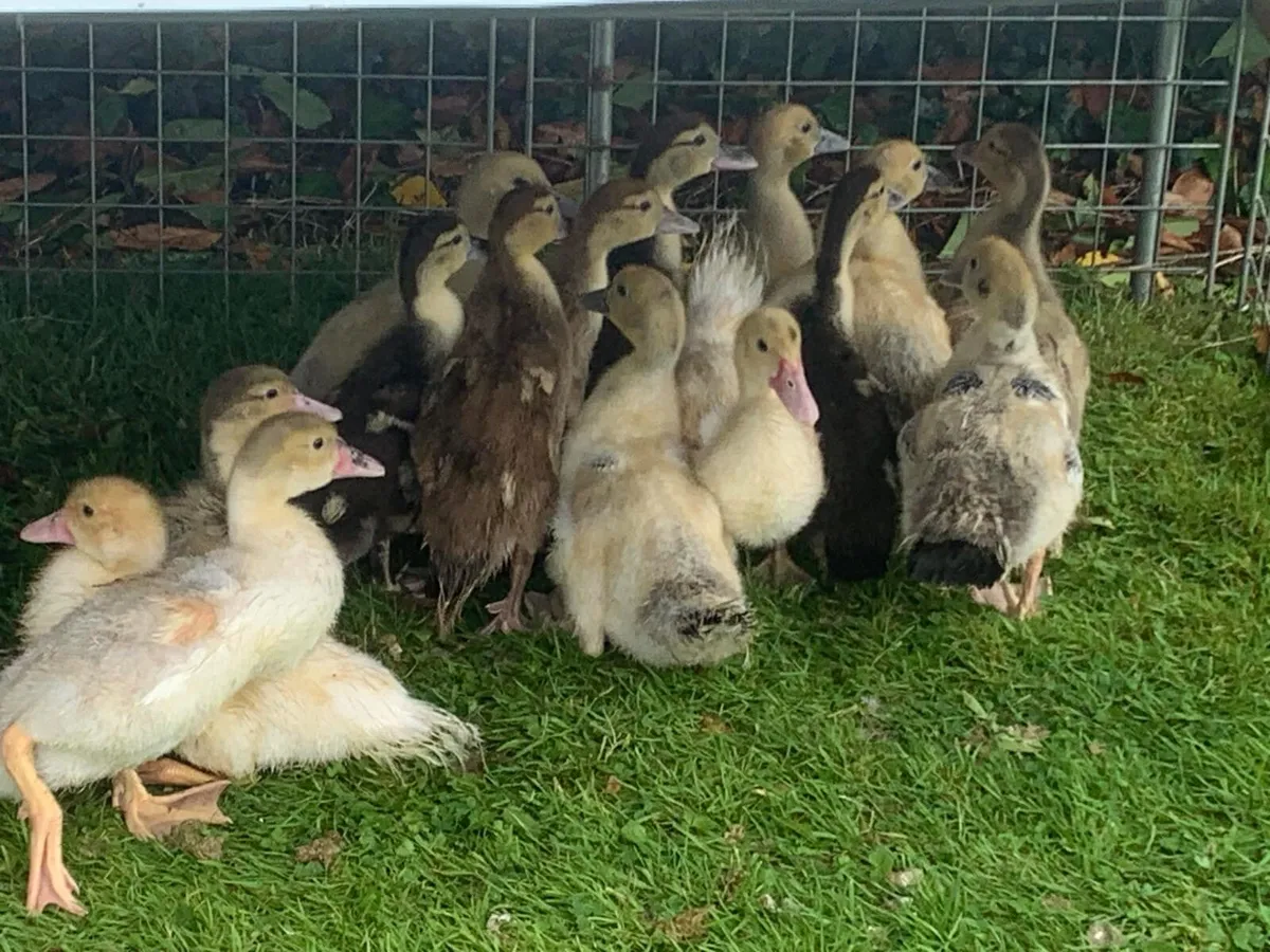 Ducks