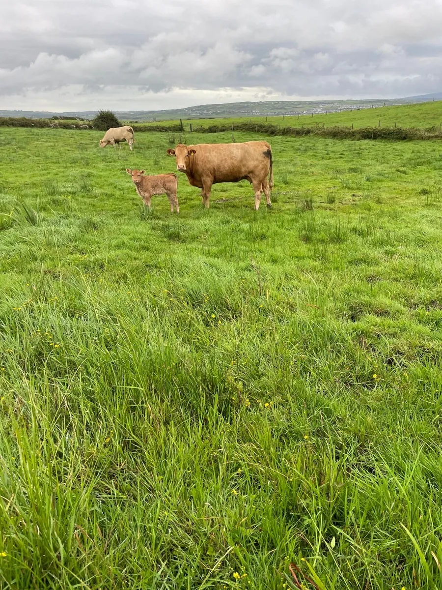 Calved springer - Image 1