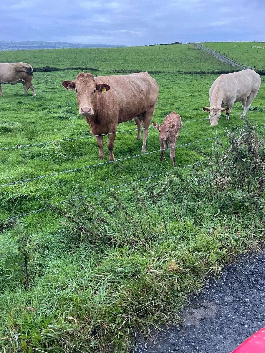 Calved springer - Image 2