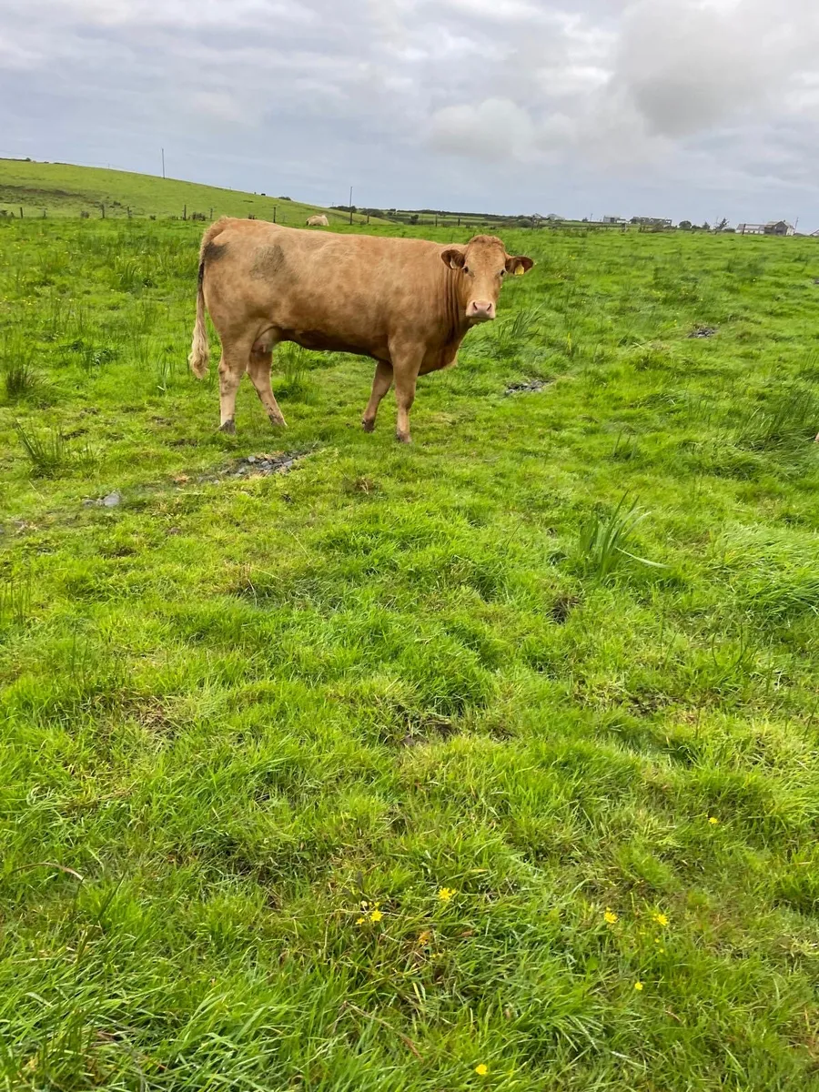 Calved springer - Image 4