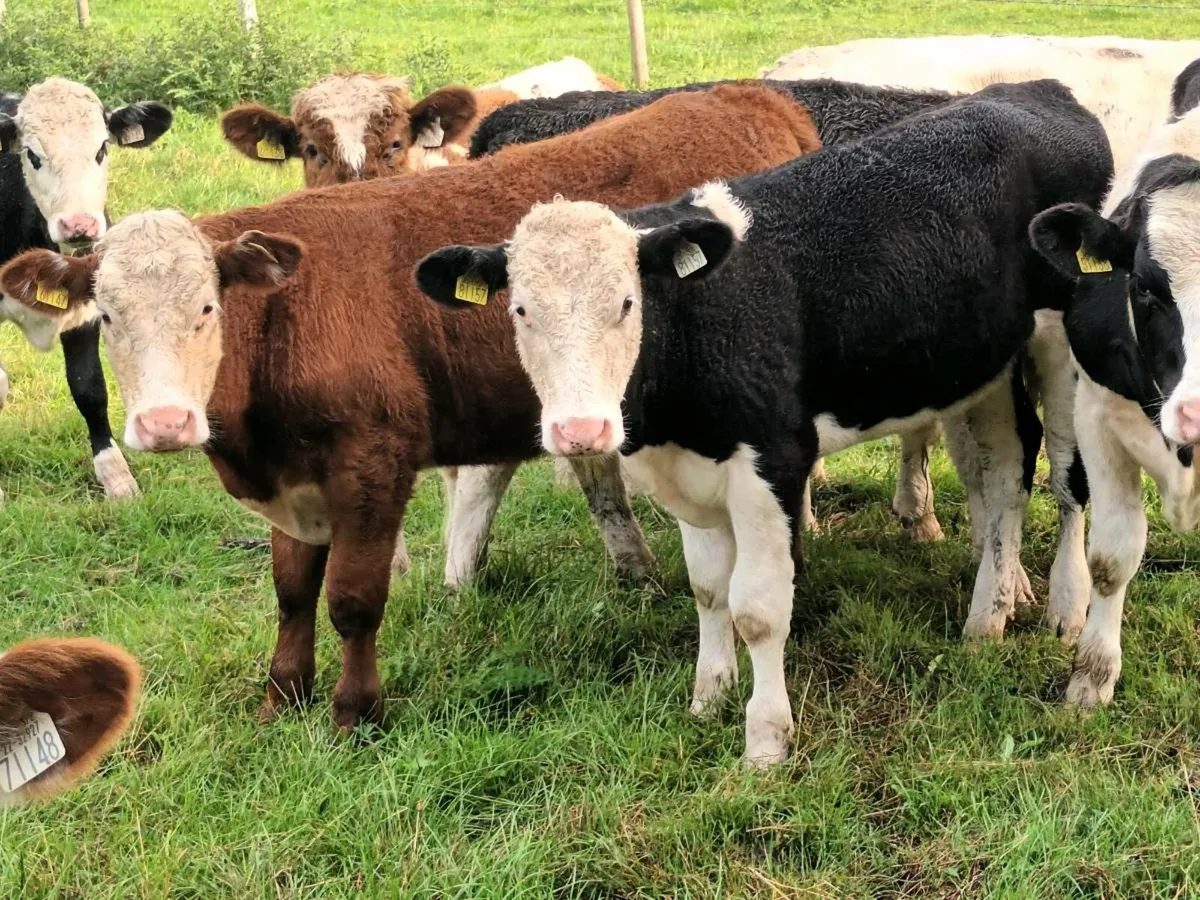 10 BULLOCKS FOR SALE - Image 1