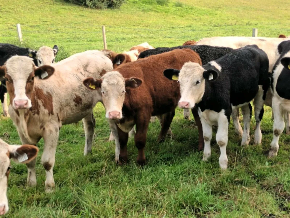 10 BULLOCKS FOR SALE - Image 3