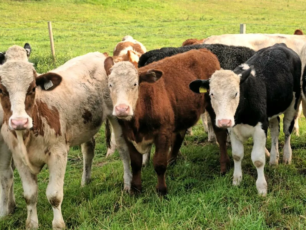 10 BULLOCKS FOR SALE - Image 2
