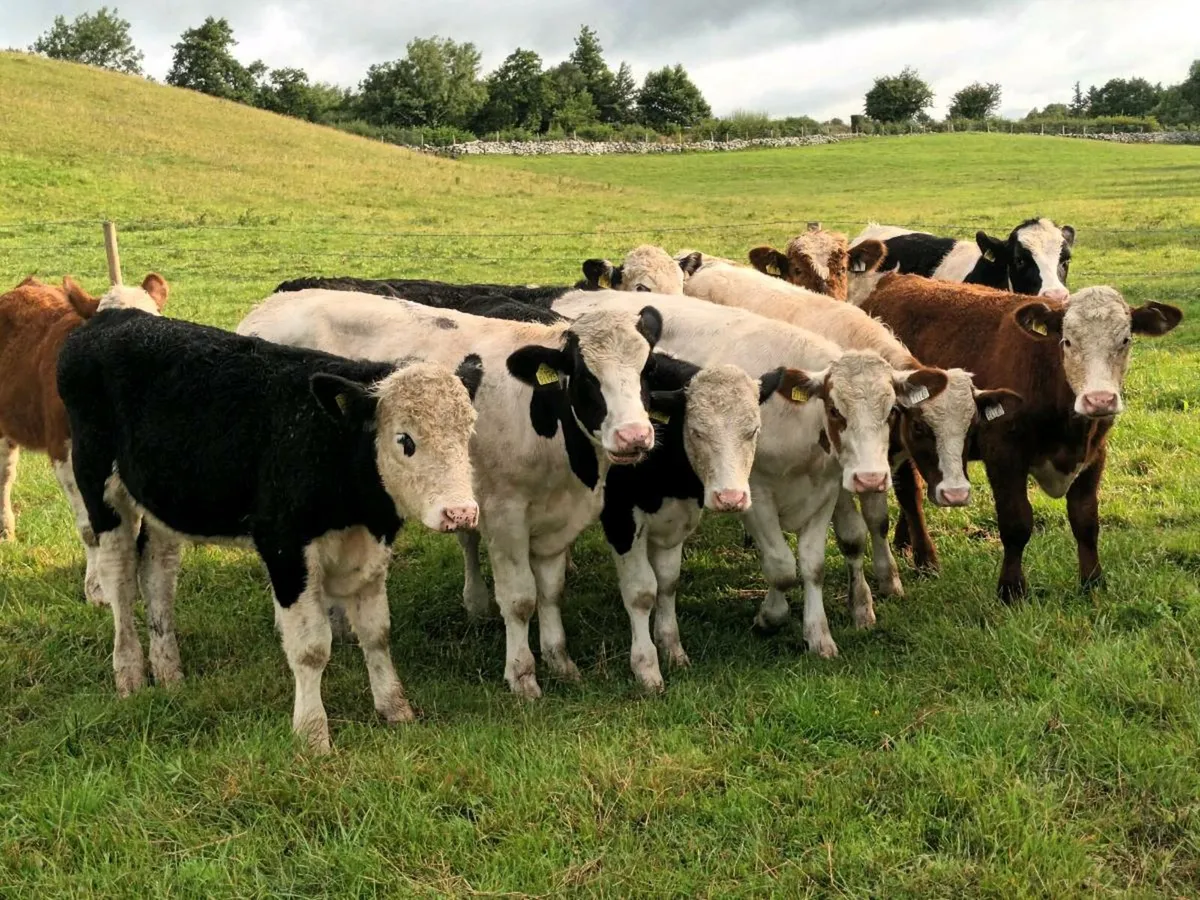 10 BULLOCKS FOR SALE - Image 4