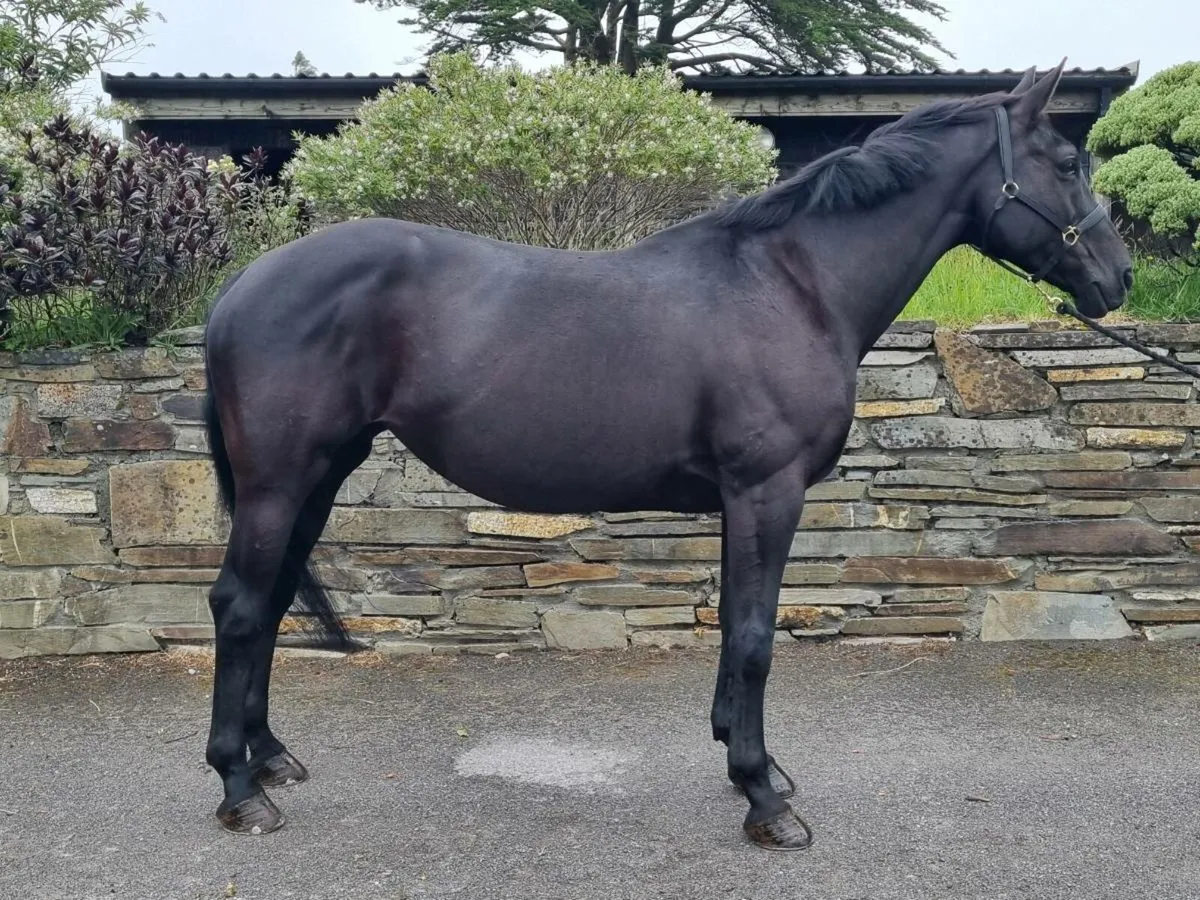 Beautiful Easy going all rounder - Image 1