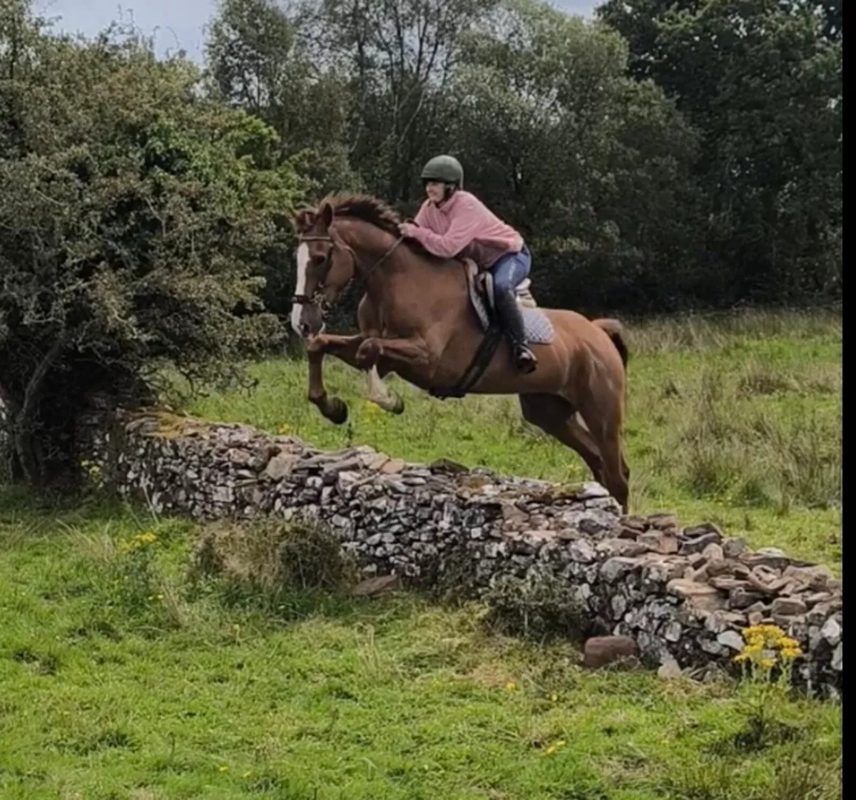 7 year old gelding - Image 1