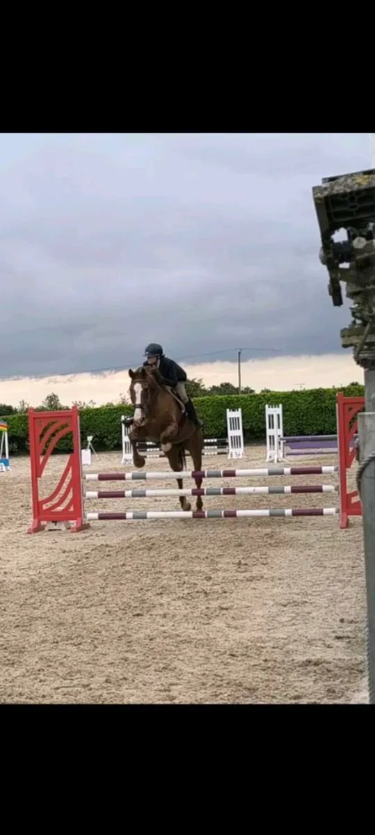7 year old gelding - Image 2