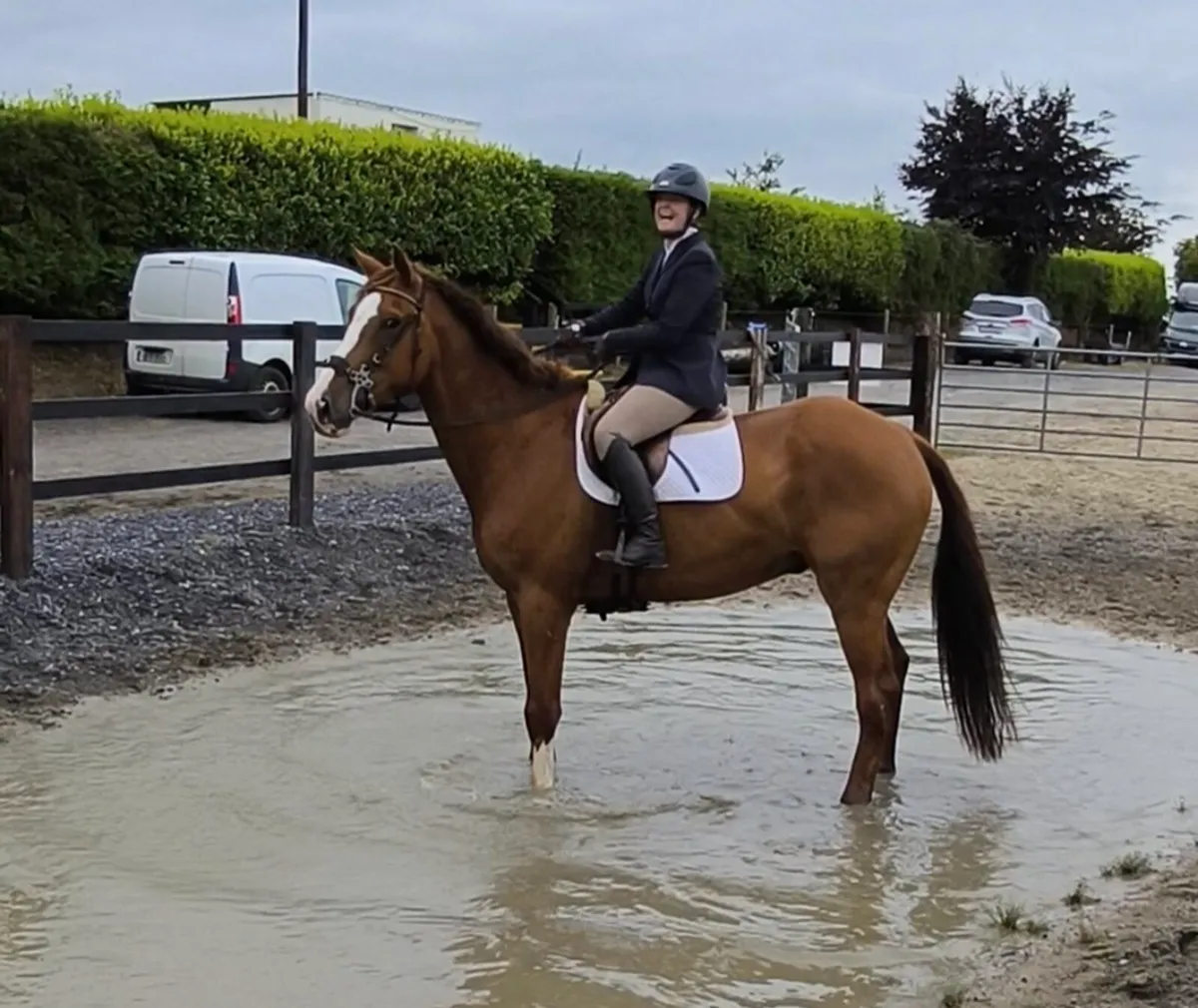 7 year old gelding - Image 3