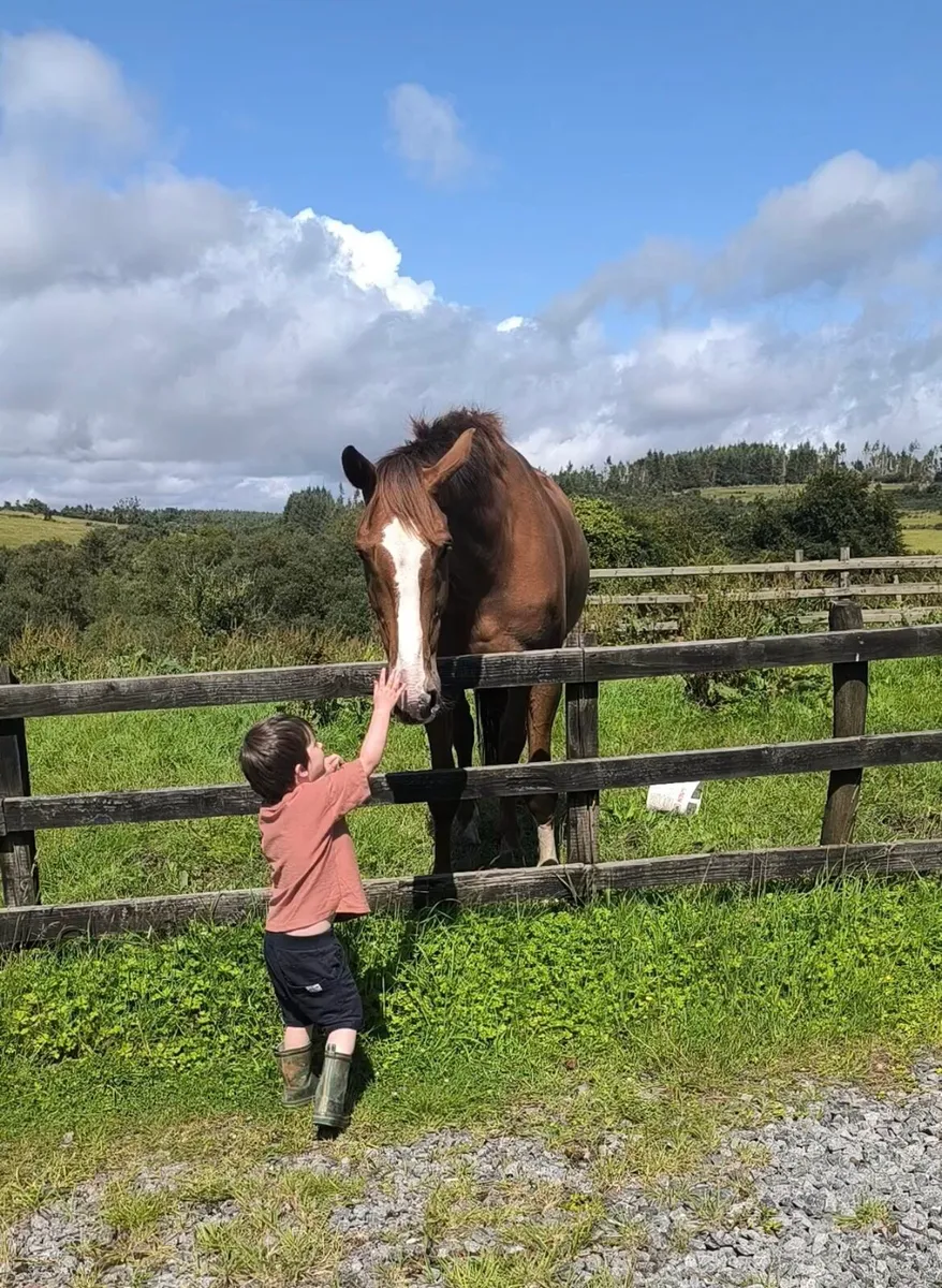 7 year old gelding - Image 4