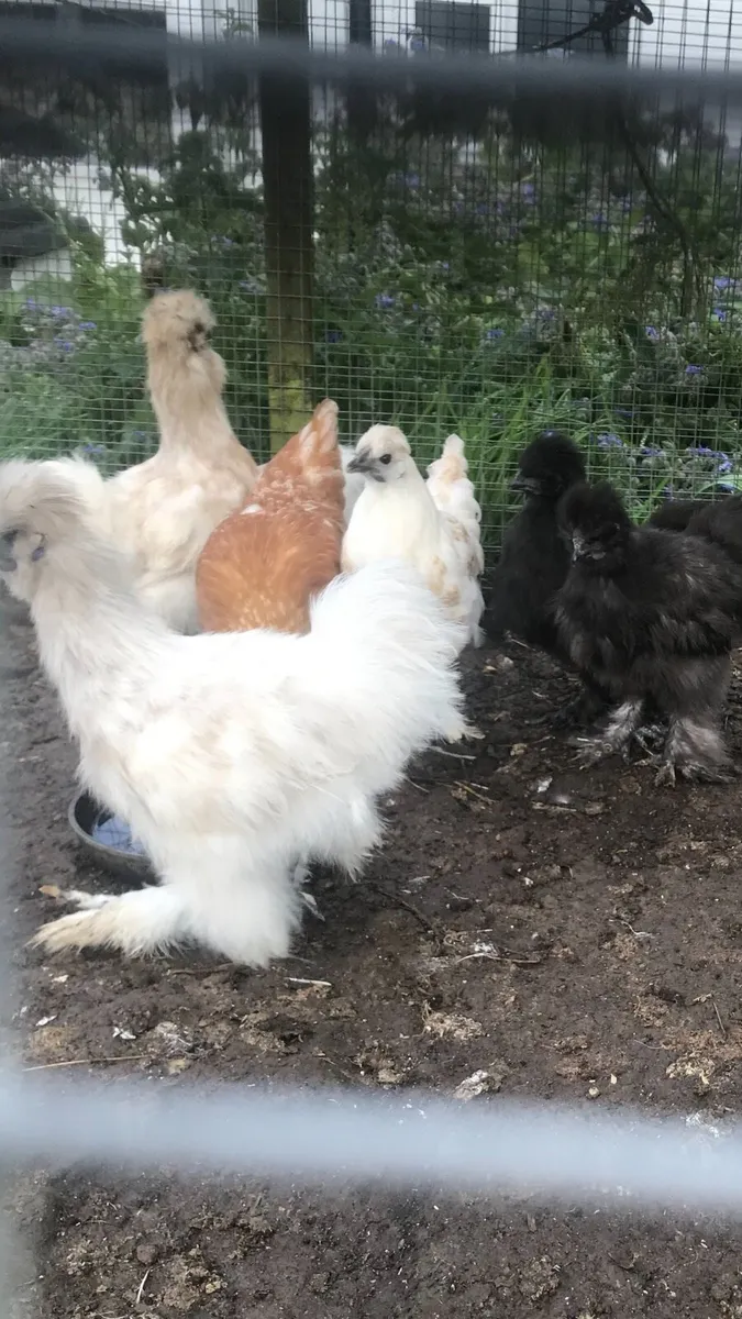 Three month old silkies - Image 1