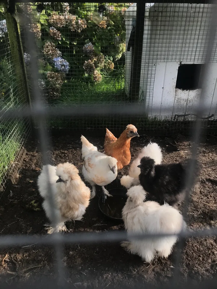 Three month old silkies - Image 2