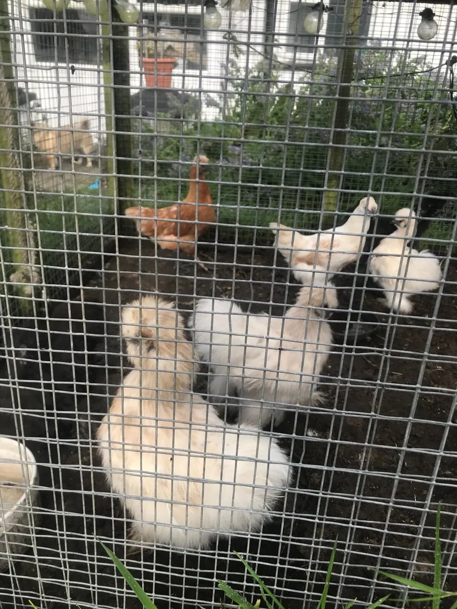 Three month old silkies - Image 3