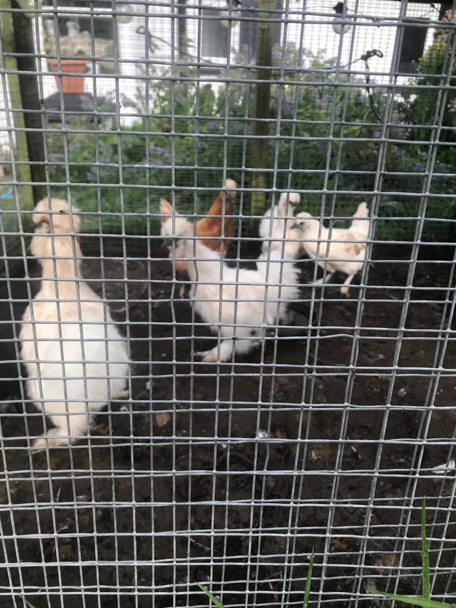 Three month old silkies - Image 4