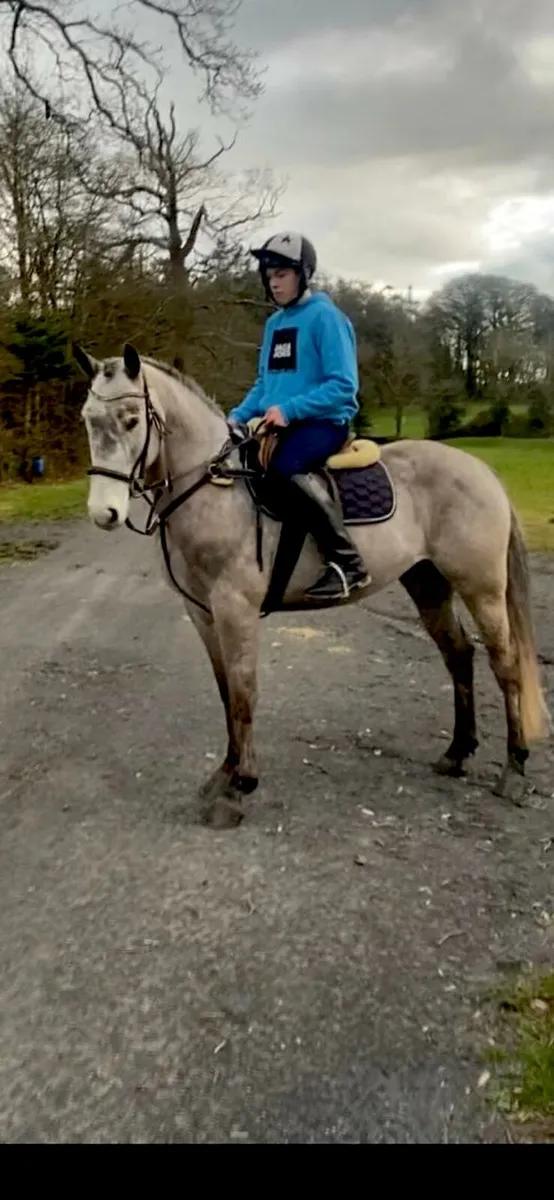 6 year old Gelding - Image 1