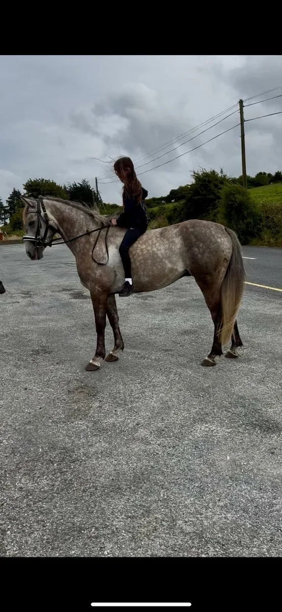 6 year old Gelding - Image 2