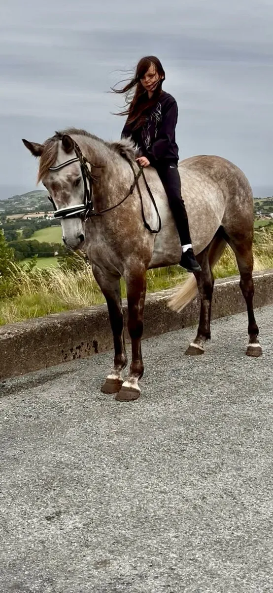 6 year old Gelding - Image 3