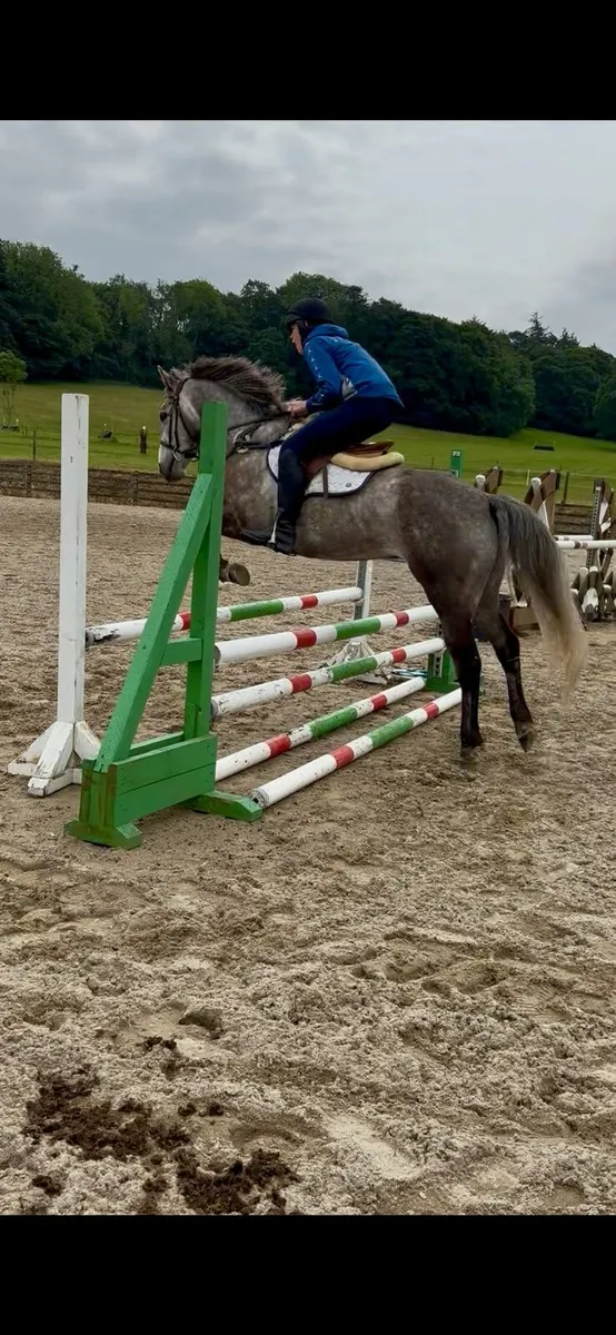 6 year old Gelding - Image 4