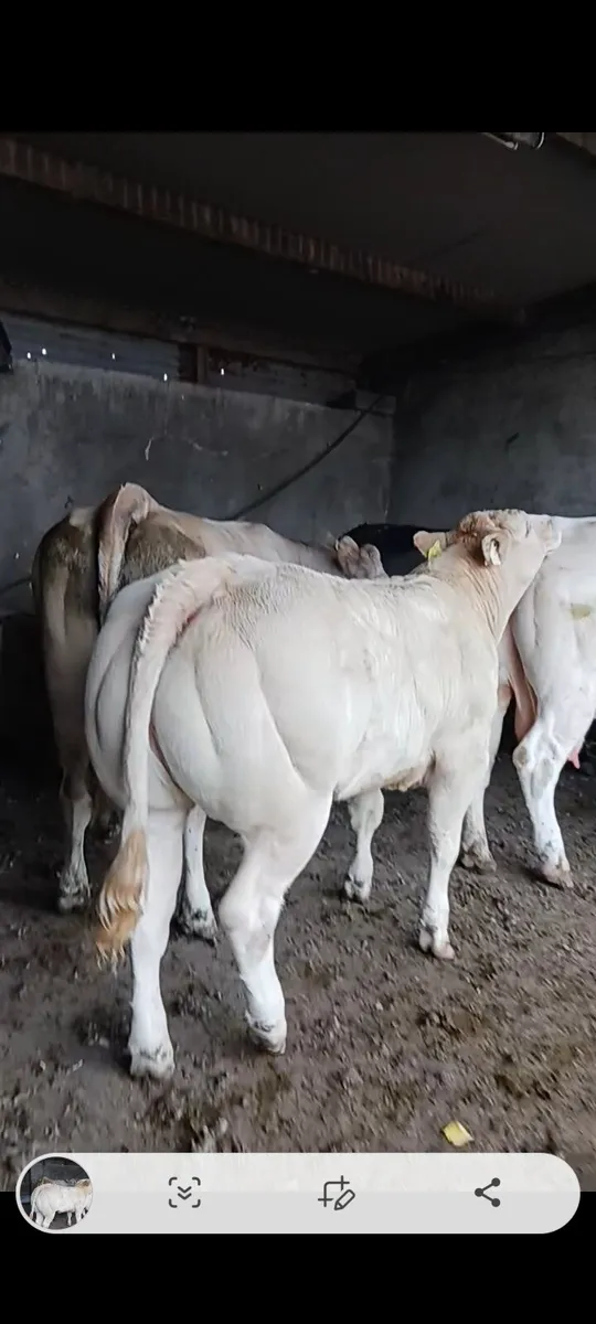 Cladagh McCabe show heifer - Image 1