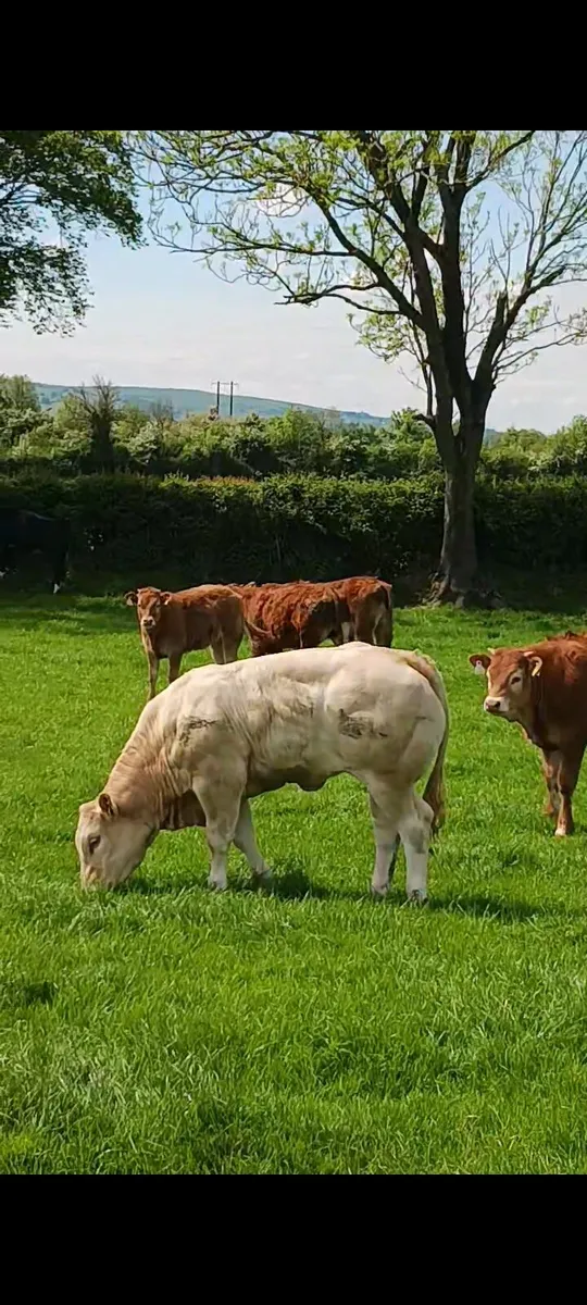 Cladagh McCabe show heifer - Image 2