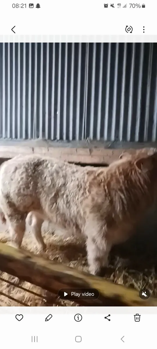 Cladagh McCabe show heifer - Image 3