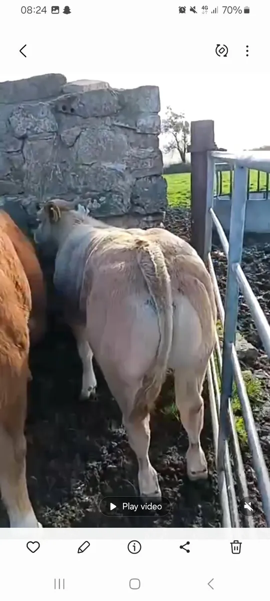 Cladagh McCabe show heifer - Image 4