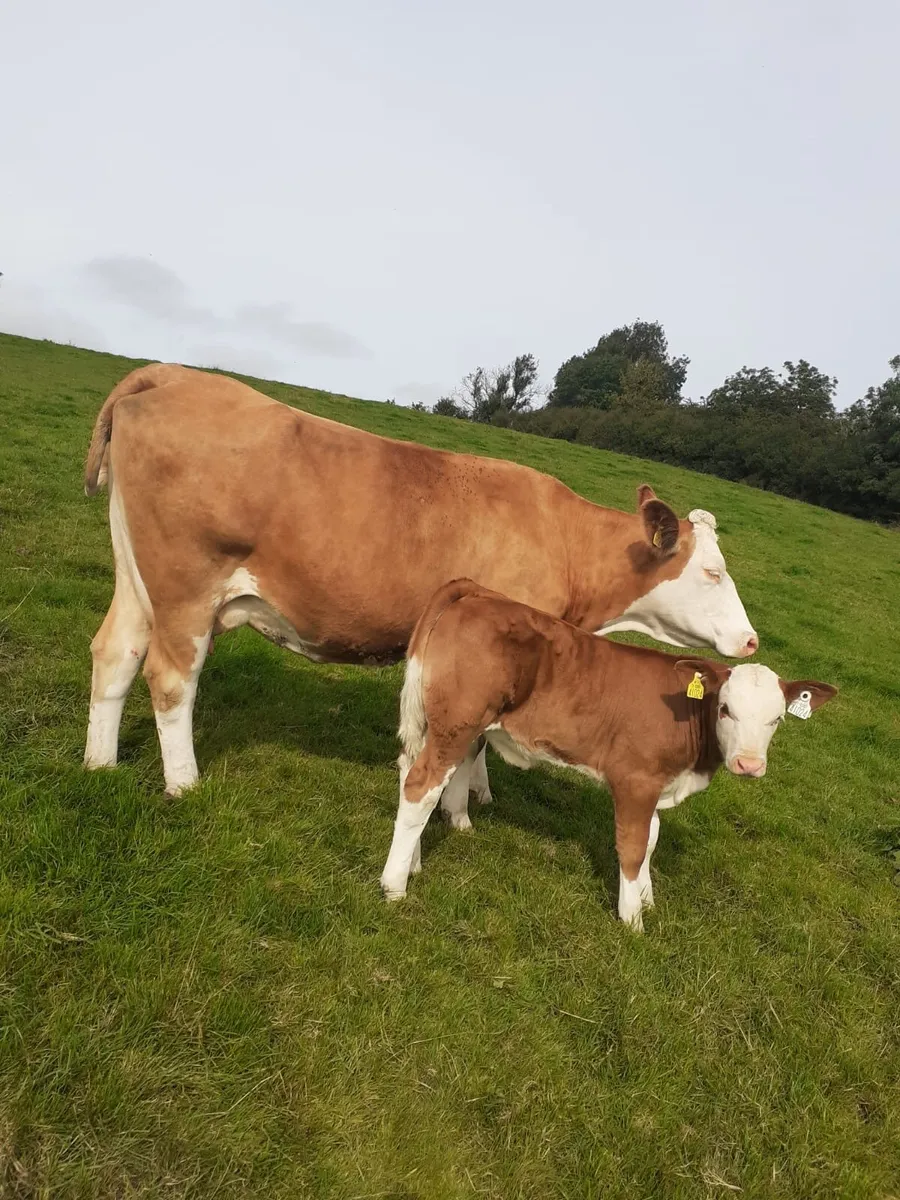 Ballybay Mart Saturday Sale 9th of August - Image 1