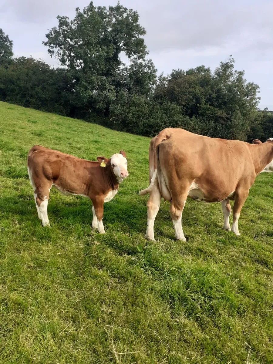 Ballybay Mart Saturday Sale 9th of August - Image 2