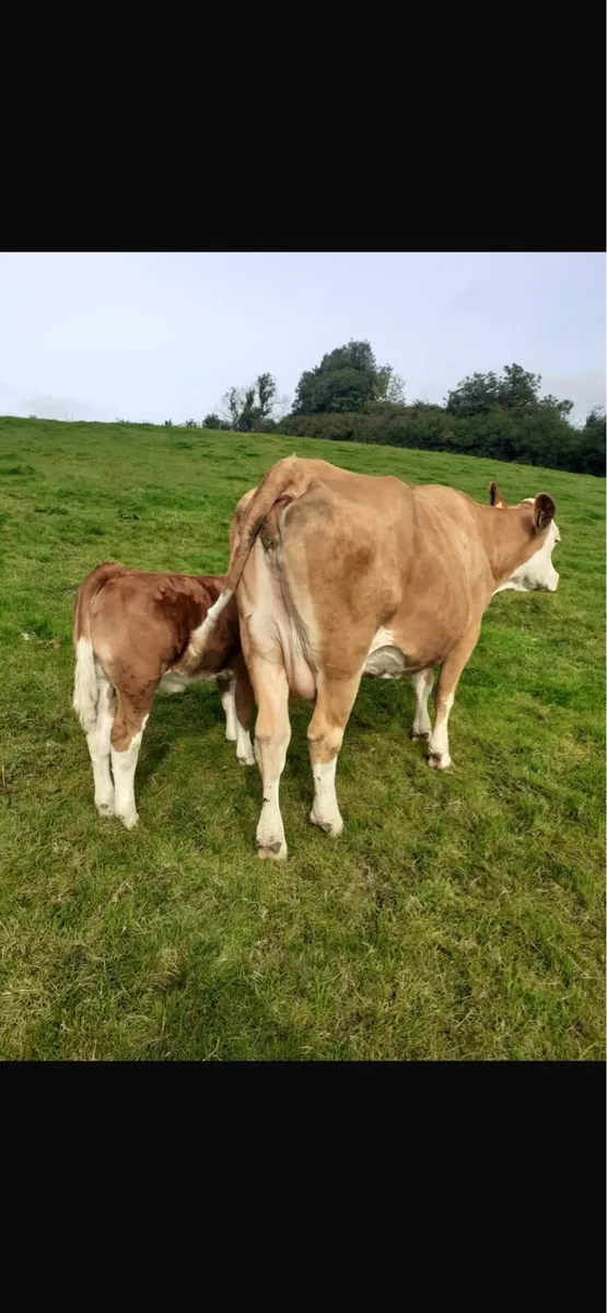 Ballybay Mart Saturday Sale 9th of August - Image 3