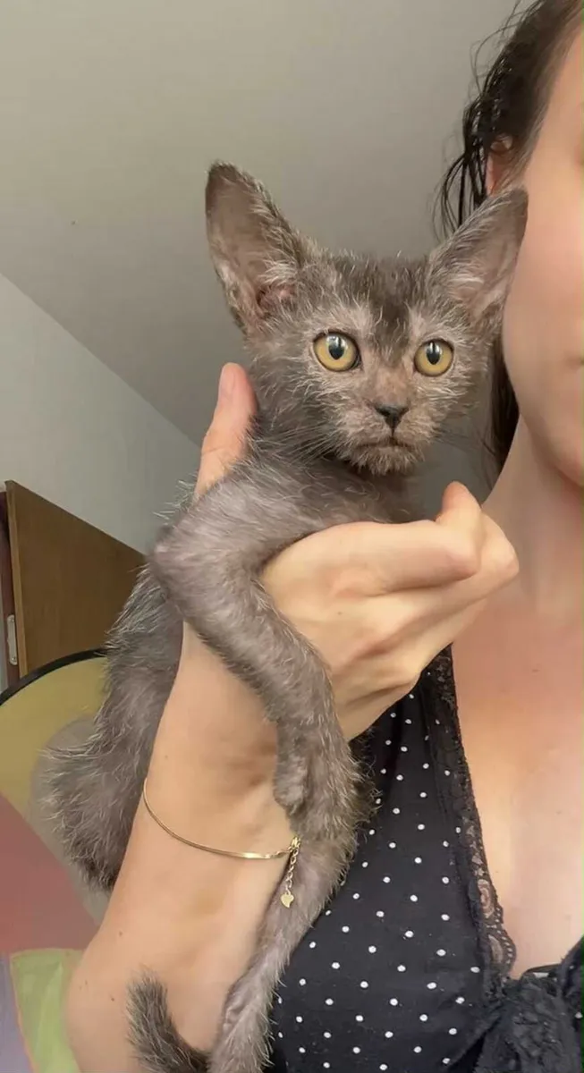 Lykoi - Image 1
