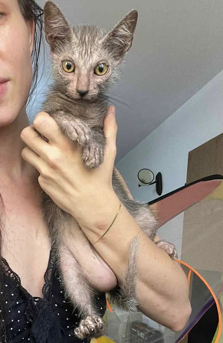 Lykoi - Image 2
