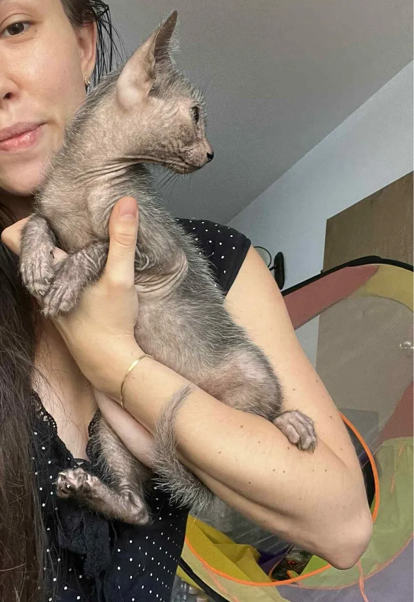 Lykoi - Image 3