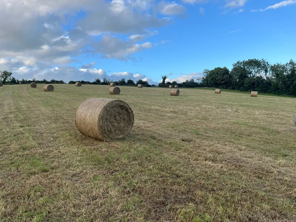 Hay - Image 2