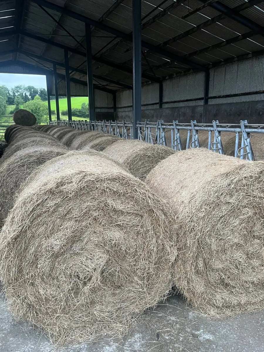 Hay - Image 1