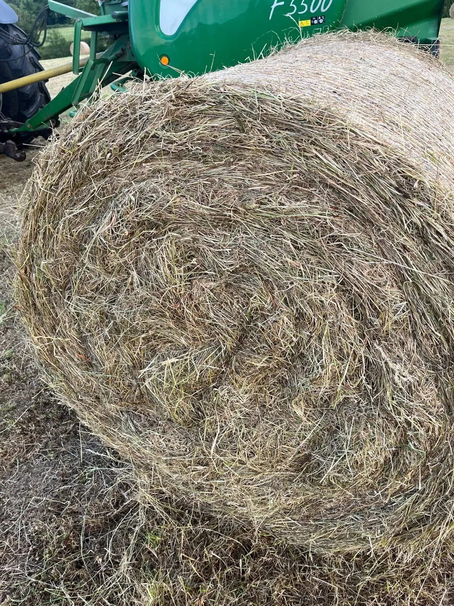 Hay - Image 4