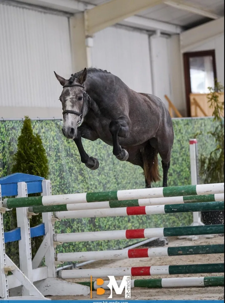 Beautiful 13.2 Connemara Lease & Livery available - Image 1