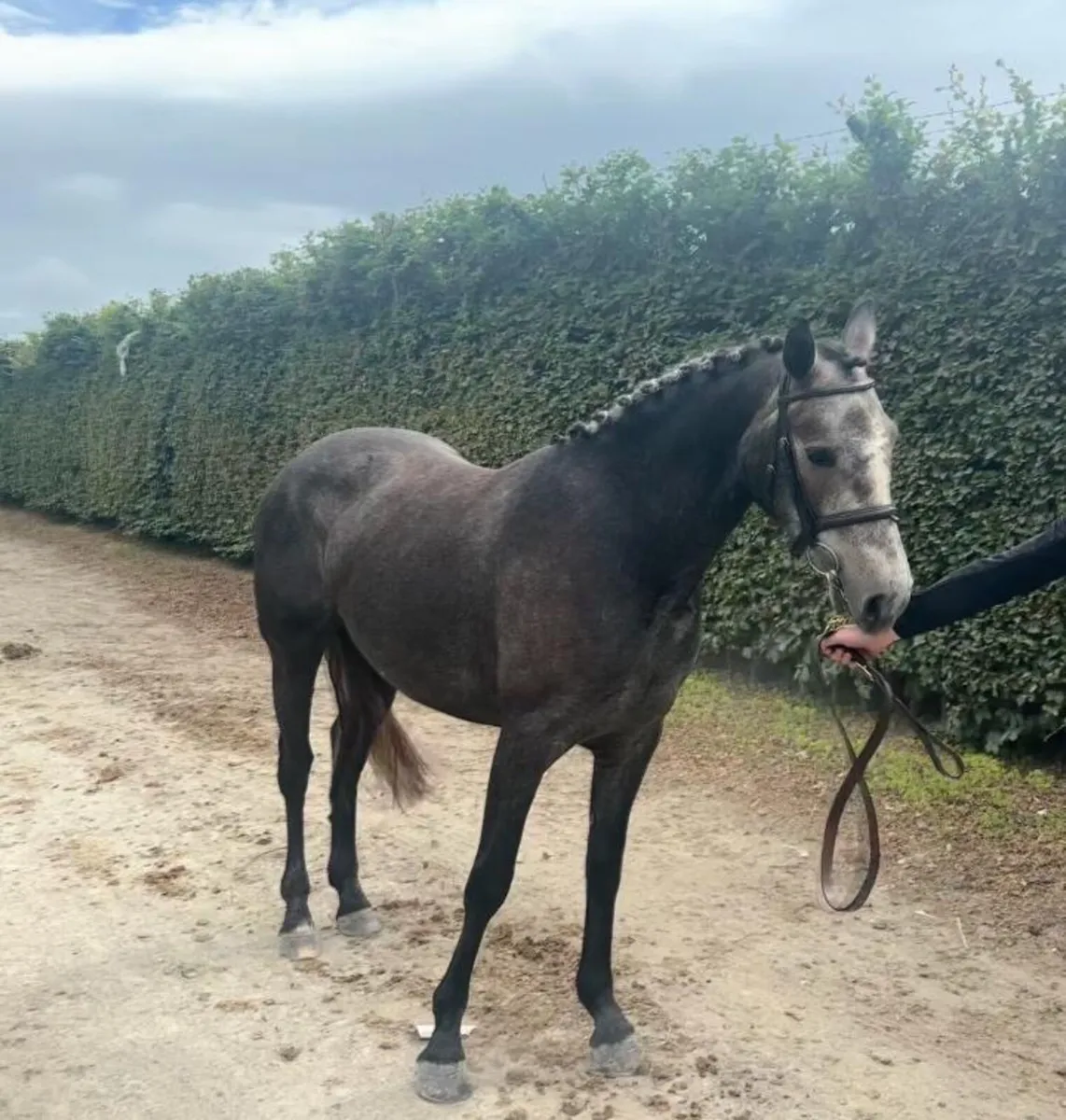 Beautiful 13.2 Connemara Lease & Livery available - Image 2