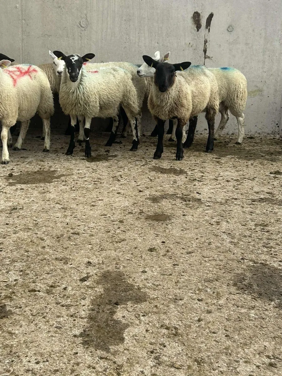 10 ewe lambs - Image 1