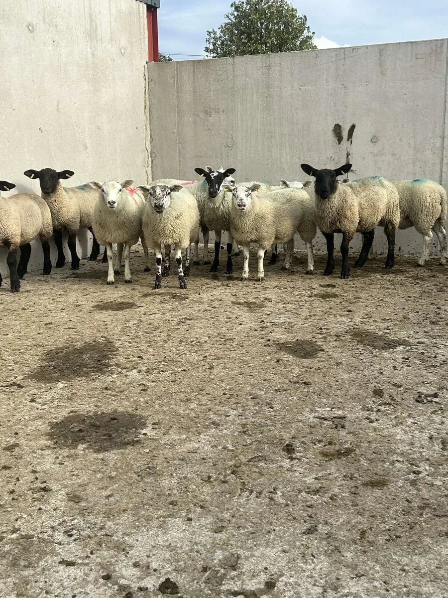 10 ewe lambs - Image 2