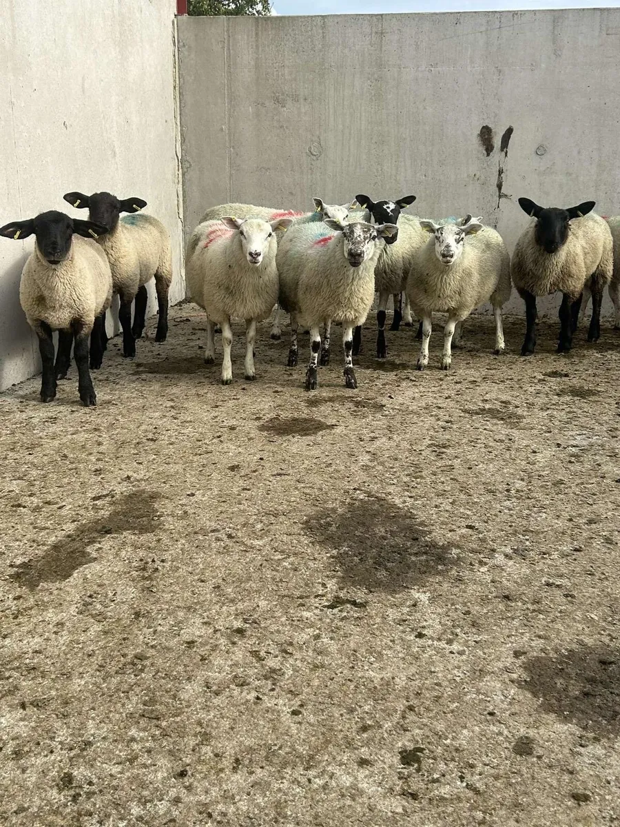 10 ewe lambs - Image 3