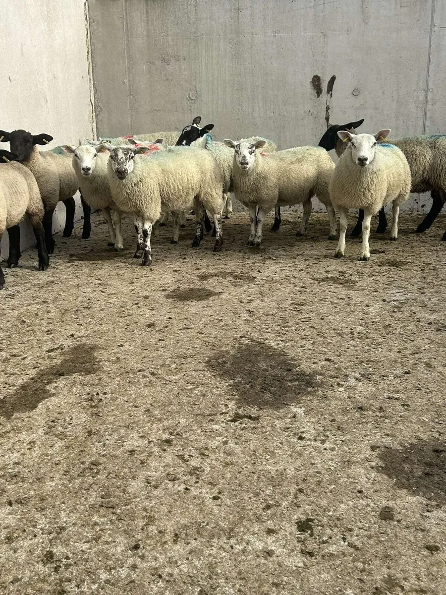 10 ewe lambs - Image 4