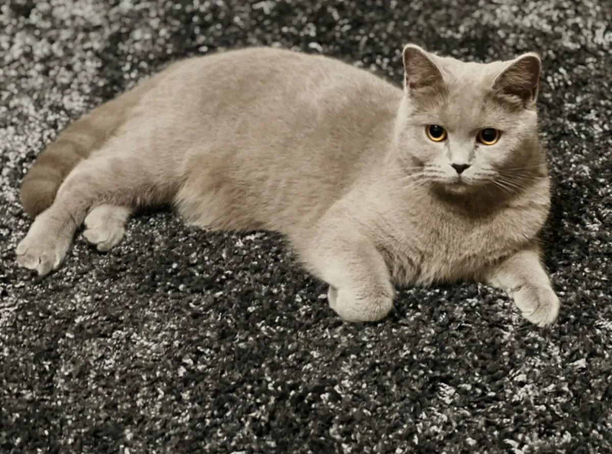 british shorthair - Image 1