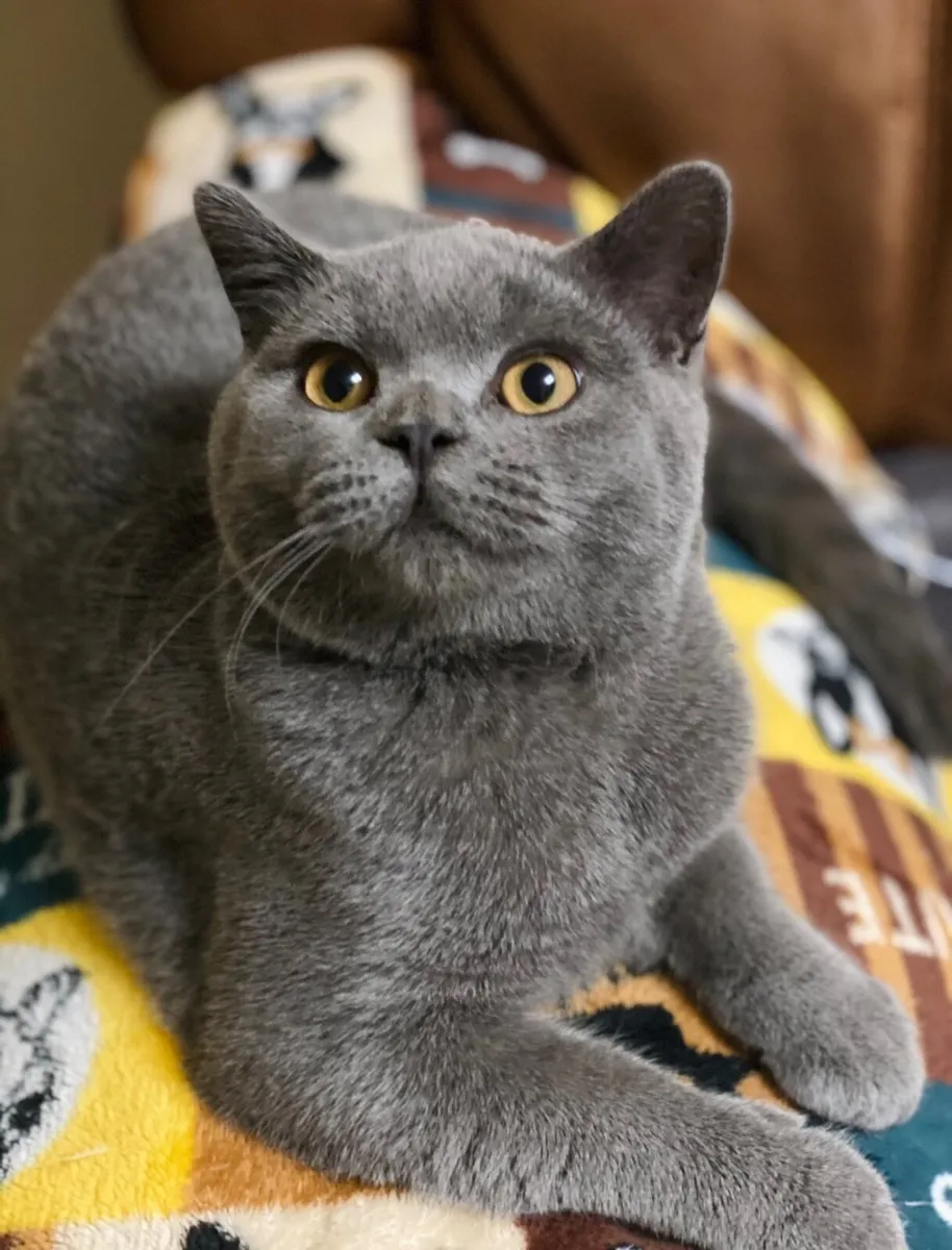 british shorthair - Image 2
