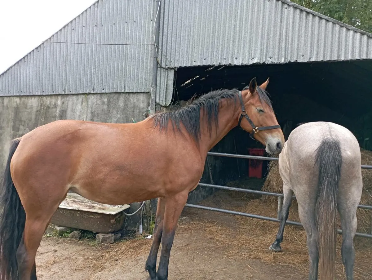 Filly 4 year old - Image 1