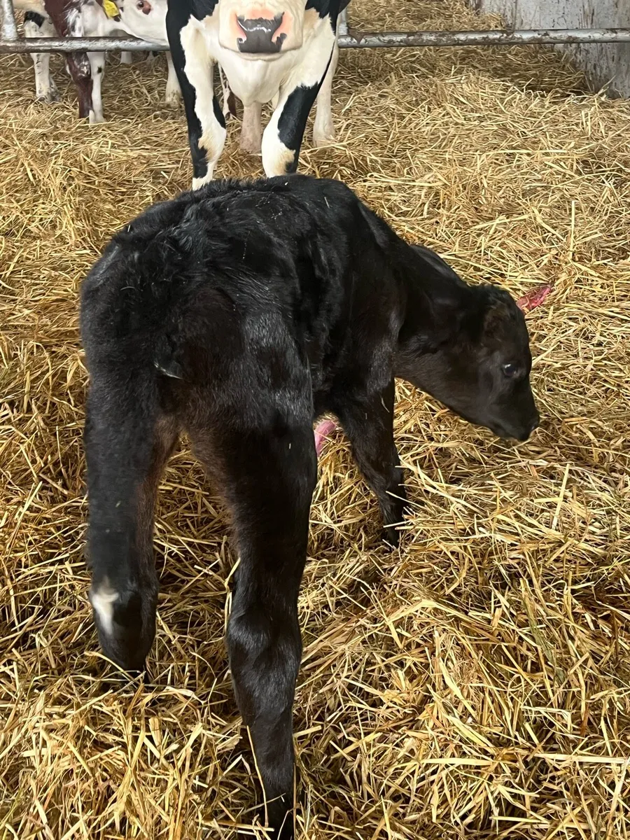 SPRINGER( calved last night) - Image 3