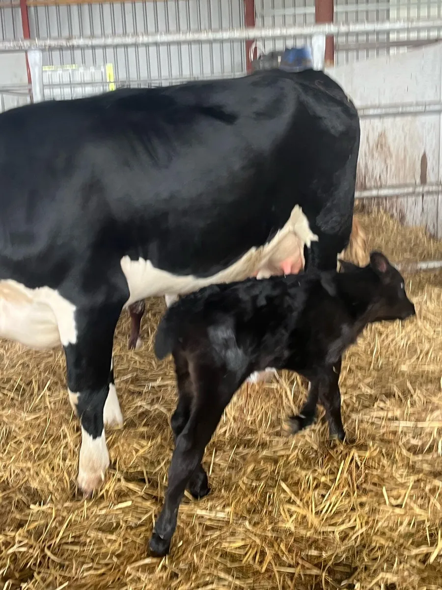 SPRINGER( calved last night) - Image 4